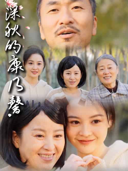 深秋的康乃馨 深秋的康乃馨