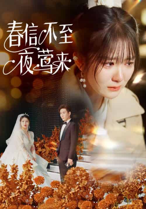 春信不至夜莺来（50集全）傅闻野＆温霜 - 傲图好剧