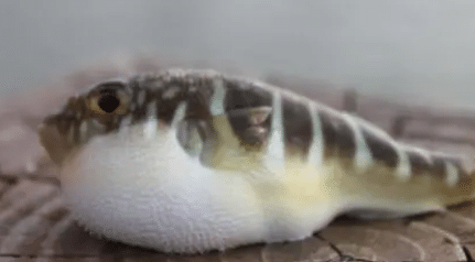 在宋朝这个美食鼎盛时代，宋人对美食的追求到了哪个地步？