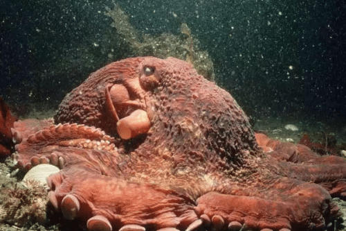 世界十大高智商动物（边牧上榜第一和人类有血缘关系）