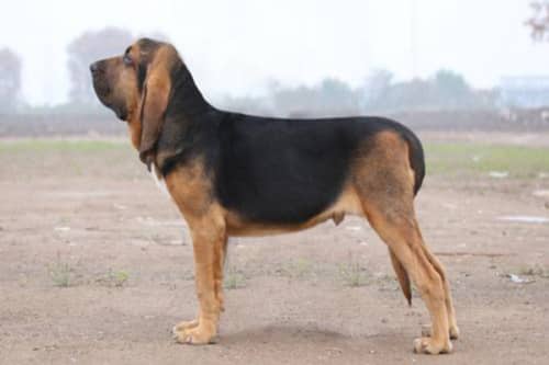 世界十大嗅觉能力出众的狗（寻血猎犬嗅觉灵敏常作为警犬）