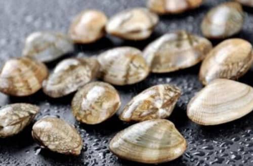 生物界的十大寿命最长的生物（乌龟上榜，最后一个能够长生不老）