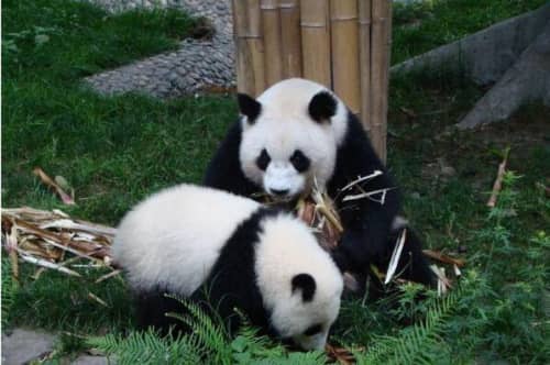 全球十大最可爱的动物（羊驼上榜，第六被称为“猫中王子”）