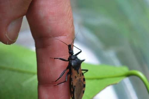 十大吸血昆虫（都是传染病的中间宿主）