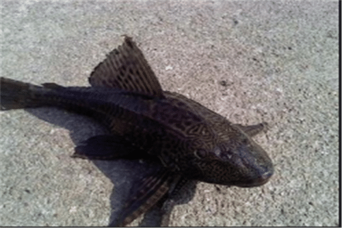 世界最脏的鱼（清道夫上榜，它是水族箱清洁工）