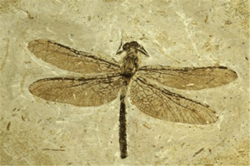 十大最恐怖远古昆虫(食鸟蛛,它是庞然大物) 十大最恐怖远古昆虫(食鸟蛛,它是庞然大物)