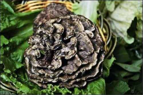 云南最贵野生菌排名（松露第四，第十当地人最爱吃）