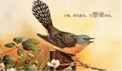 在古代的诗词中，杜鹃鸟为何常与悲苦之事联系在一起？