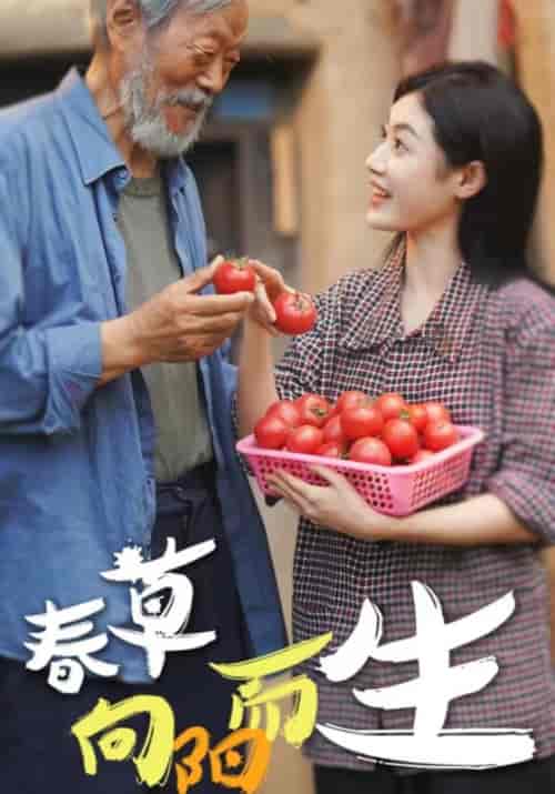春草向阳而生（53集全）老村长＆宋小草 - 傲图好剧