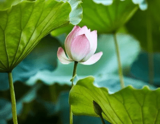 从盛开到枯萎，荷花的一生是怎样的？