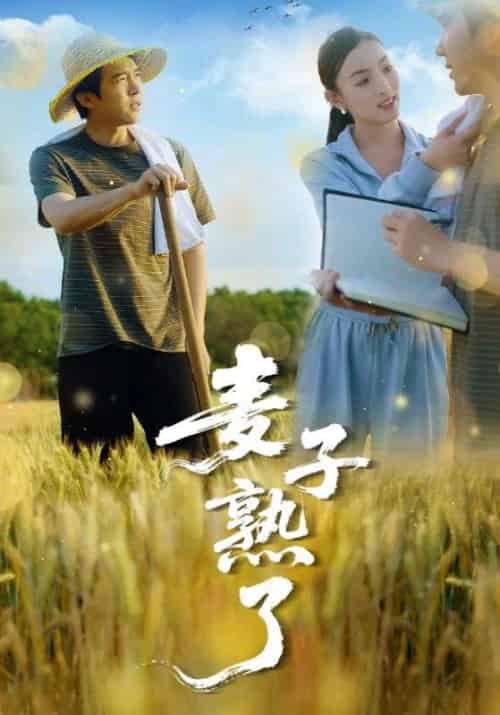 麦子熟了 麦子熟了