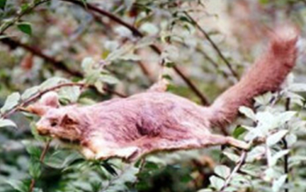 寒号鸟听起来像是一种鸟，但为什么却是是复齿鼯鼠？