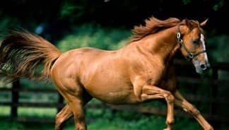 “汗血宝马”到底有多珍贵？揭秘历史上的“汗血宝马”