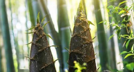 在唐宋这两个美食鼎盛时期，文人们究竟对竹笋有多喜爱？