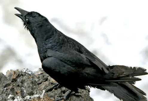 被人讨厌的乌鸦，为何在古代会受到崇拜呢？