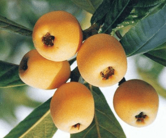 古代有哪些描写卢橘的诗作？卢橘是什么呢？