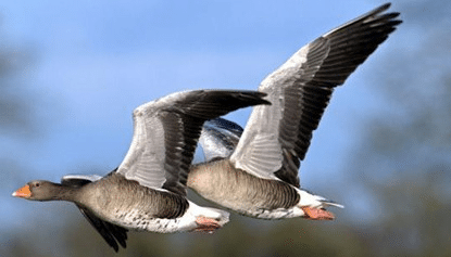 古代结婚为什么用大雁？作为“聘眼”使用