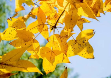 关于梧桐，历代历代有哪些传说与典故？